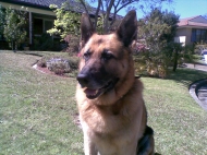 Apache (German Shepherd)
