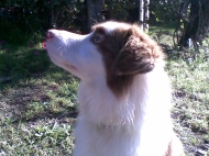 Baily (Border Collie)