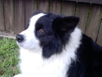 Cameron (Border Collie)