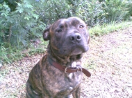 Chops (Staffordshire Bull Terrier)
