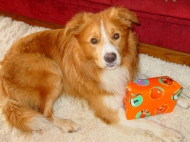Khan (Border Collie)
