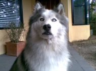 Kiah (Siberian Husky)
