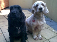 Murphy & Mak (Cocker Spaniel)