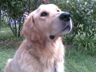 Oscar (Golden Retriever)