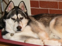 Riley (Husky)