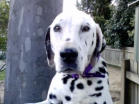 Sally (Dalmation)