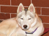 Taylor (Husky)